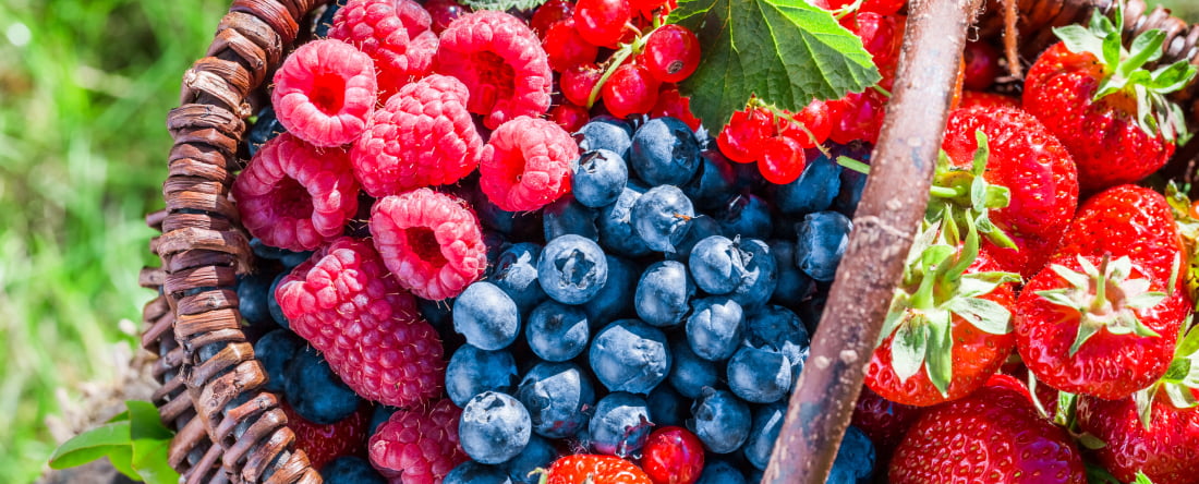 Quercetin IC/BPS berries