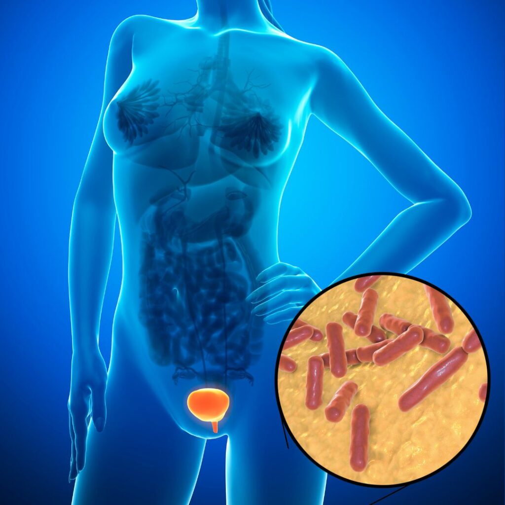 lactobacillus bacteria found in bladder microbiome in woman's body
