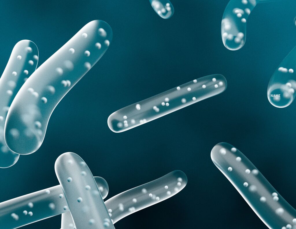 lactobacillus found in vaginal and bladder microbiome